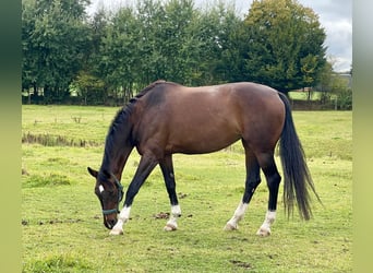 Hannoveraner, Stute, 10 Jahre, 175 cm, Dunkelbrauner