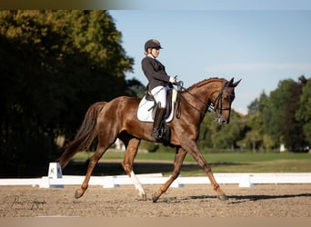 Hannoveraner, Stute, 10 Jahre, 175 cm, Fuchs