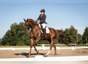 Hannoveraner, Stute, 10 Jahre, 175 cm, Fuchs