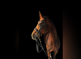 Hannoveraner, Stute, 10 Jahre, 175 cm, Fuchs