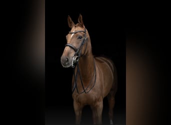 Hannoveraner, Stute, 10 Jahre, 175 cm, Fuchs