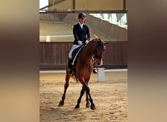 Hannoveraner, Stute, 10 Jahre, 177 cm, Brauner