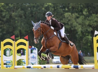 Hannoveraner, Stute, 10 Jahre, 177 cm, Brauner