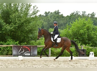 Hannoveraner, Stute, 10 Jahre, 178 cm, Dunkelbrauner