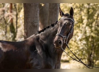 Hannoveraner, Stute, 10 Jahre, 179 cm, Schwarzbrauner