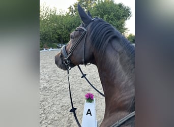 Hannoveraner, Stute, 10 Jahre, 180 cm, Fuchs