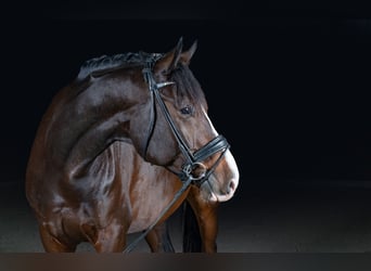 Hannoveraner, Stute, 10 Jahre, 180 cm, Fuchs