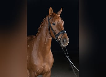 Hannoveraner, Stute, 10 Jahre, 180 cm, Fuchs