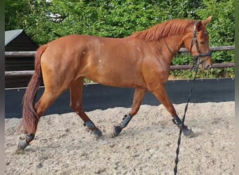 Hannoveraner, Stute, 10 Jahre, 180 cm, Fuchs