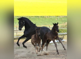 Hannoveraner, Stute, 10 Jahre, 180 cm, Rappe