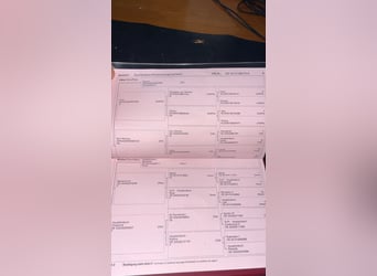 Hannoveraner, Stute, 10 Jahre, Dunkelfuchs