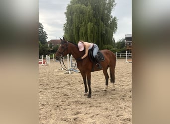 Hannoveraner, Stute, 11 Jahre, 154 cm, Brauner