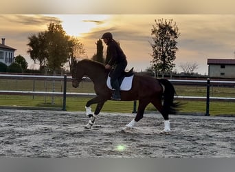 Hannoveraner, Stute, 11 Jahre, 162 cm, Brauner