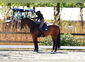 Hannoveraner, Stute, 11 Jahre, 163 cm, Dunkelbrauner