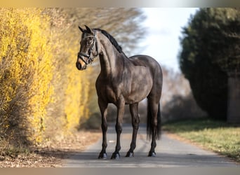 Hannoveraner, Stute, 11 Jahre, 163 cm, Dunkelbrauner