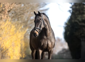 Hannoveraner, Stute, 11 Jahre, 163 cm, Dunkelbrauner