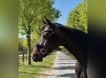 Hannoveraner, Stute, 11 Jahre, 163 cm, Dunkelbrauner