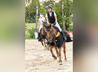 Hannoveraner, Stute, 11 Jahre, 163 cm, Fuchs