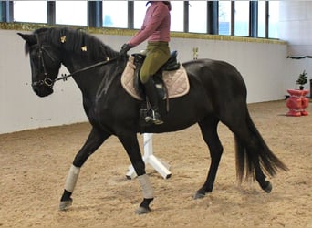 Hannoveraner, Stute, 11 Jahre, 163 cm, Rappe