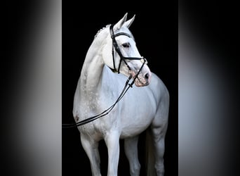 Hannoveraner, Stute, 11 Jahre, 163 cm, Schimmel