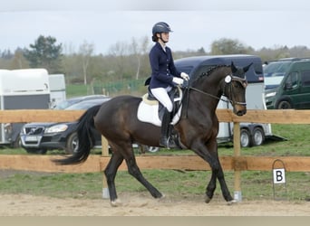 Hannoveraner, Stute, 11 Jahre, 164 cm, Dunkelbrauner