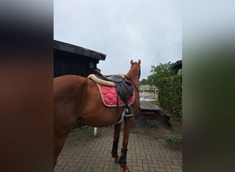 Hannoveraner, Stute, 11 Jahre, 164 cm, Dunkelfuchs