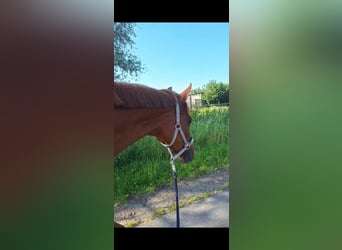 Hannoveraner, Stute, 11 Jahre, 164 cm, Dunkelfuchs