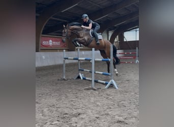 Hannoveraner, Stute, 11 Jahre, 165 cm, Brauner