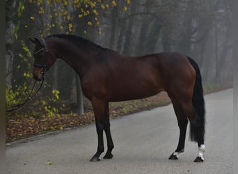 Hannoveraner, Stute, 11 Jahre, 165 cm