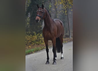 Hannoveraner, Stute, 11 Jahre, 165 cm, Dunkelbrauner