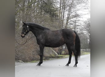 Hannoveraner, Stute, 11 Jahre, 165 cm, Dunkelbrauner