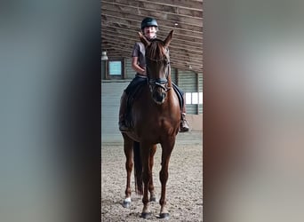Hannoveraner, Stute, 11 Jahre, 165 cm, Dunkelfuchs