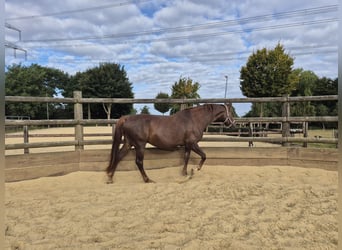 Hannoveraner, Stute, 11 Jahre, 165 cm, Fuchs