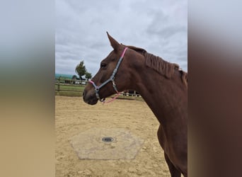 Hannoveraner, Stute, 11 Jahre, 165 cm, Fuchs