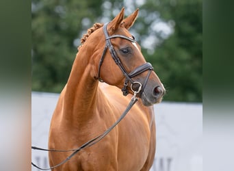 Hannoveraner, Stute, 11 Jahre, 165 cm, Fuchs