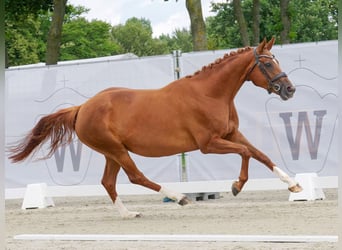 Hannoveraner, Stute, 11 Jahre, 165 cm, Fuchs