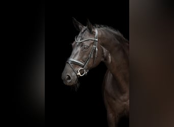 Hannoveraner, Stute, 11 Jahre, 165 cm, Rappe
