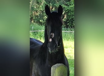 Hannoveraner, Stute, 11 Jahre, 165 cm, Rappe