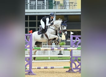 Hannoveraner, Stute, 11 Jahre, 165 cm, Schimmel