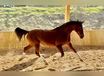 Hannoveraner, Stute, 11 Jahre, 166 cm, Brauner