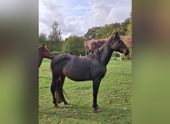 Hannoveraner, Stute, 11 Jahre, 166 cm, Schwarzbrauner