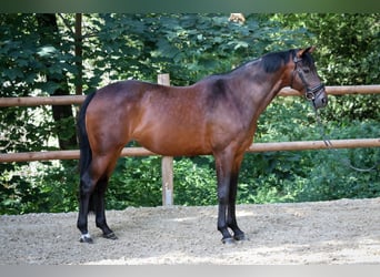 Hannoveraner, Stute, 11 Jahre, 167 cm, Brauner