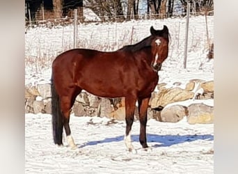 Hannoveraner, Stute, 11 Jahre, 167 cm, Brauner