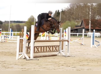 Hannoveraner, Stute, 11 Jahre, 167 cm, Brauner