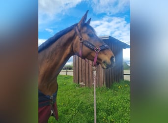 Hannoveraner, Stute, 11 Jahre, 167 cm, Dunkelbrauner