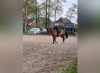 Hannoveraner, Stute, 11 Jahre, 167 cm, Dunkelbrauner