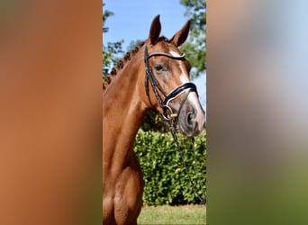 Hannoveraner, Stute, 11 Jahre, 167 cm, Fuchs