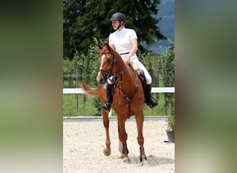 Hannoveraner, Stute, 11 Jahre, 167 cm, Fuchs