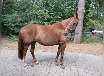 Hannoveraner, Stute, 11 Jahre, 167 cm, Fuchs
