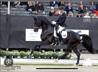 Hannoveraner, Stute, 11 Jahre, 167 cm, Fuchs